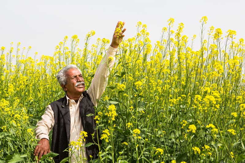 Khadin-A Nature-Based Solution for Water for Agriculture in Thar Desert, Jaisalmer district, Rajasthan - Chatar Singh proudly demonstrating the high quality and healthy mustard crop in Bijrasar Khadin